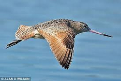 godwit